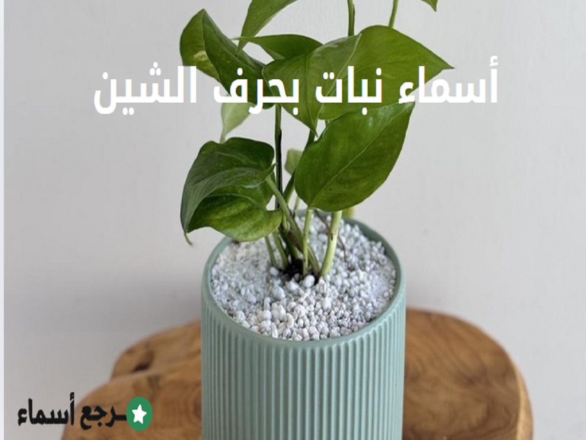 أسماء نبات بحرف الشين للطلاب والأطفال مع الأمثلة