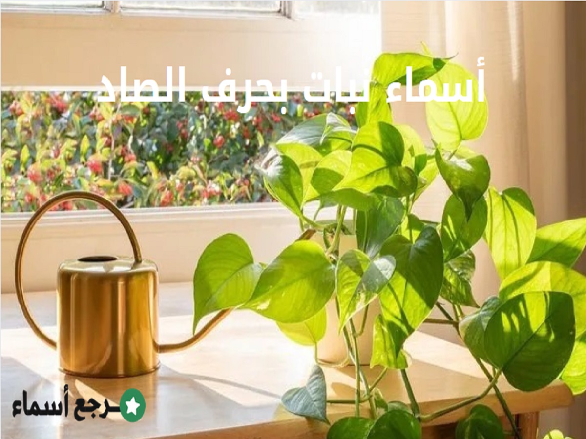 أسماء نبات بحرف الصاد.. اليك قائمة متنوعة شاملة