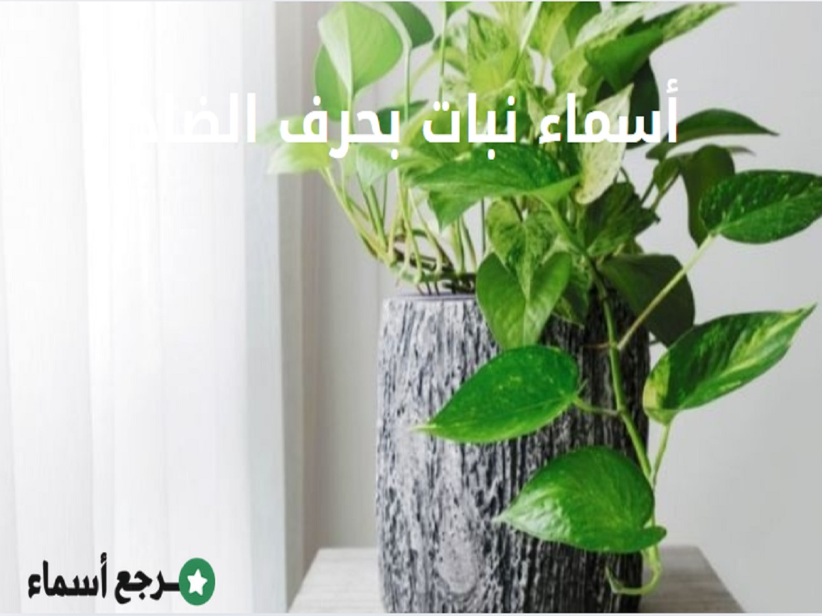 أسماء نبات بحرف الضاد : أجمل وأندر أنواع النباتات