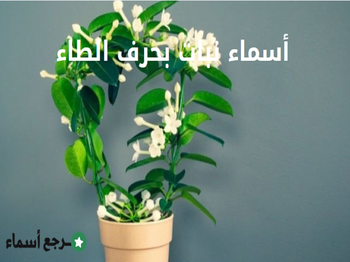 أسماء نبات بحرف الطاء ومعلومات مختصرة لكل نبات