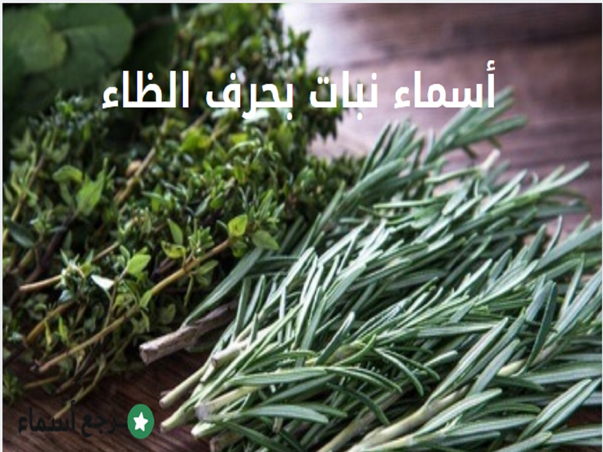 أسماء نبات بحرف الظاء وما هي استخدامات كل نوع