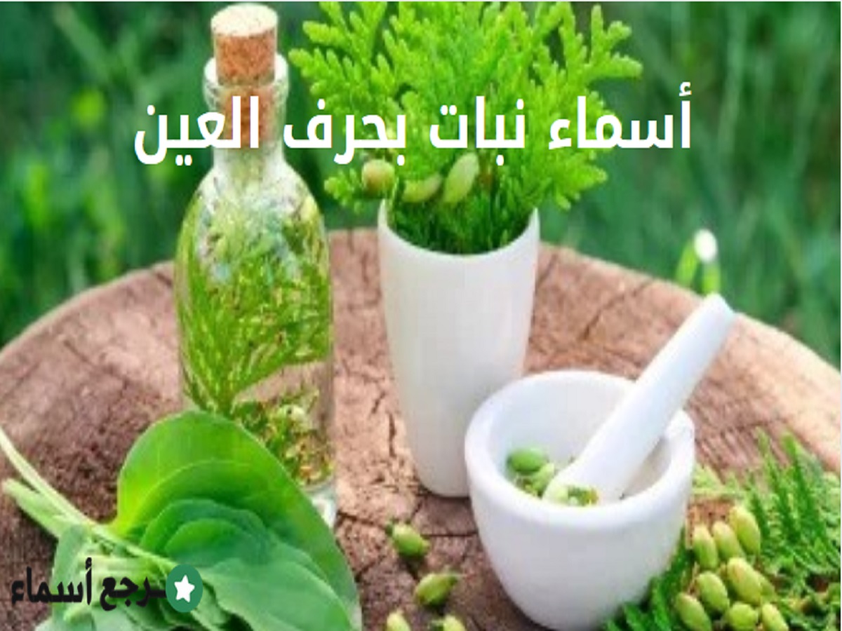 أسماء نبات بحرف العين واستخداماتها المتنوعة