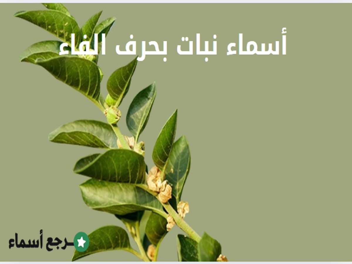 أسماء نبات بحرف الفاء للأطفال والكبار