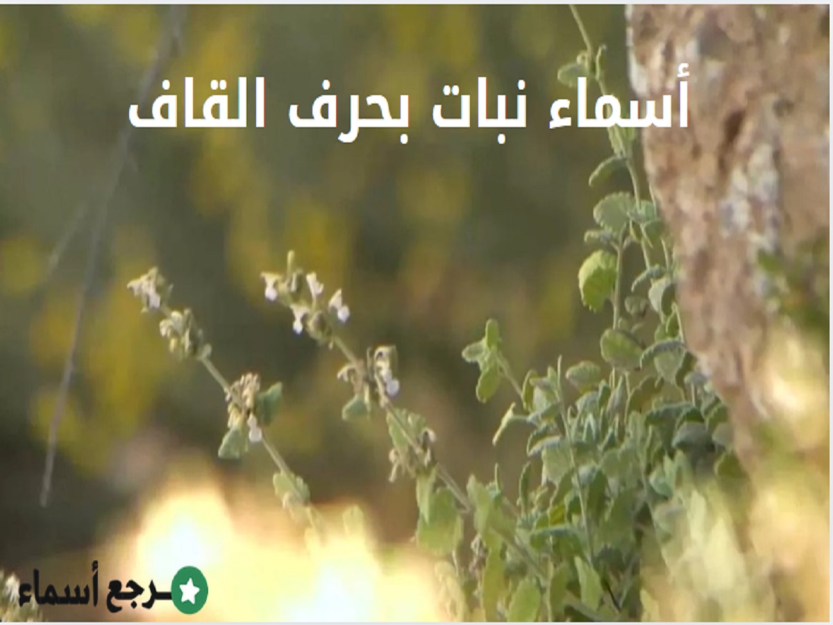 قائمة أسماء نبات بحرف القاف متميزة