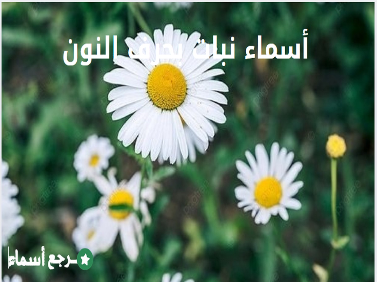 أسماء نبات بحرف النون مع فوائد كل نوع