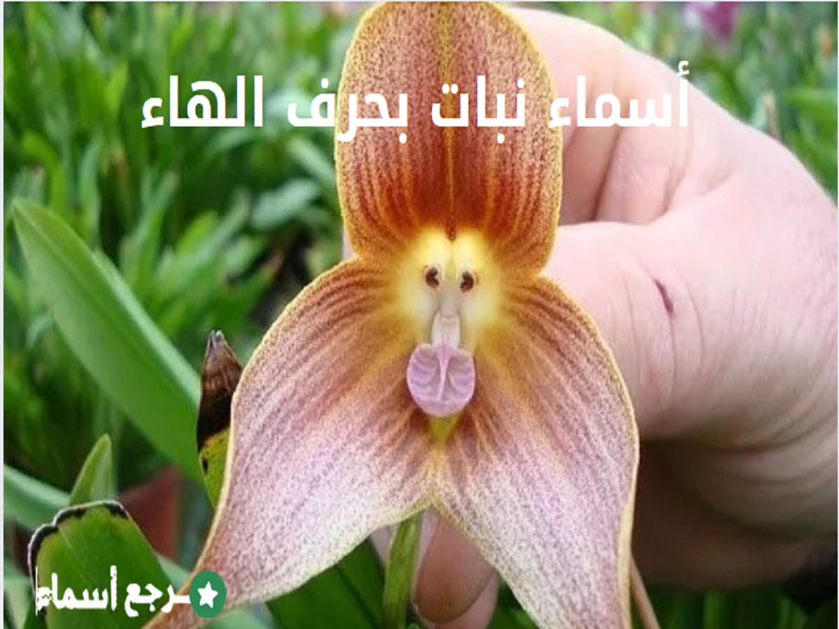 أسماء نبات بحرف الهاء مع استخداماته وأهم المعلومات لكل نبات