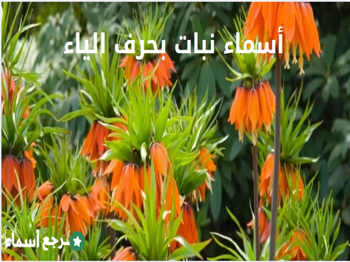 أسماء نبات بحرف الياء ونبذة عن كل اسم