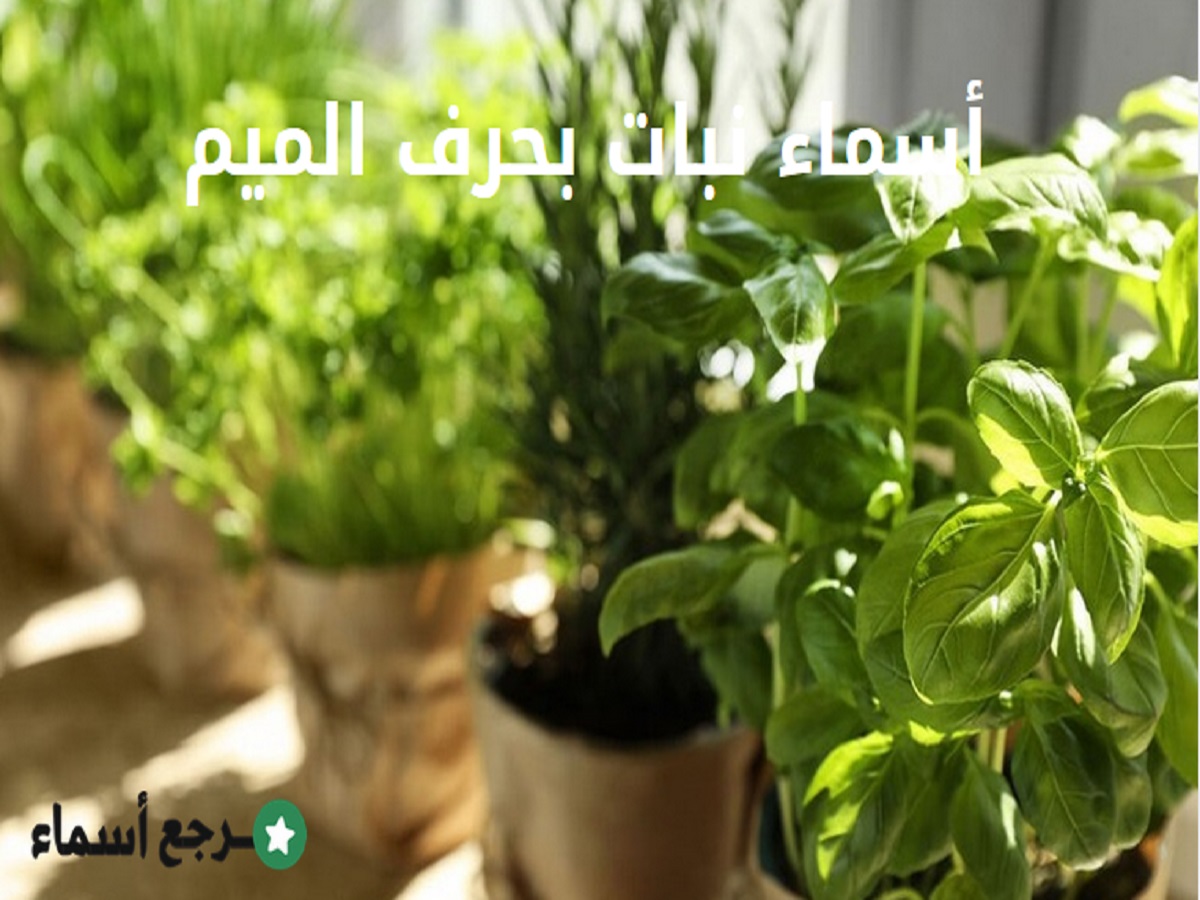أبرز أسماء نبات بحرف الميم متنوعة
