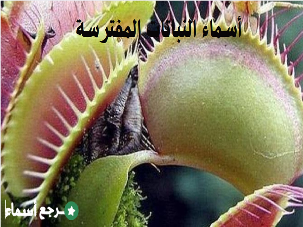 ما هي أسماء النباتات المفترسة؟ وأبرز خصائصها