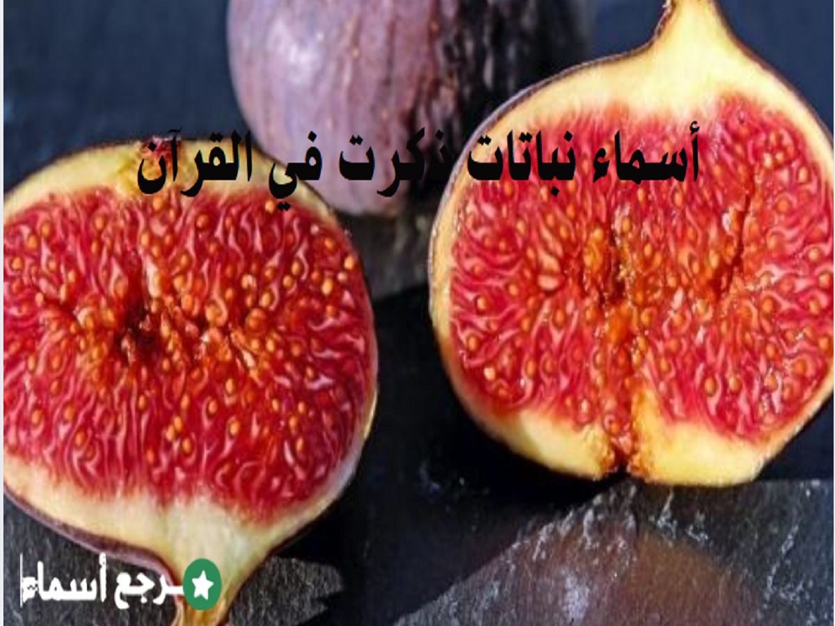 أسماء نباتات ذكرت في القرآن والمقصد من ذكرها