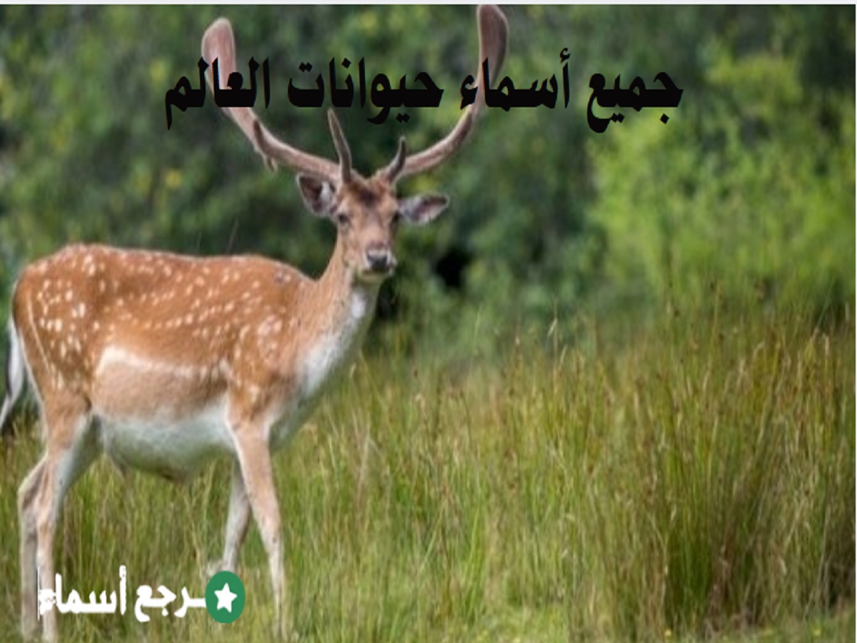 جميع أسماء حيوانات العالم ونبذة تعريفية عن كل اسم