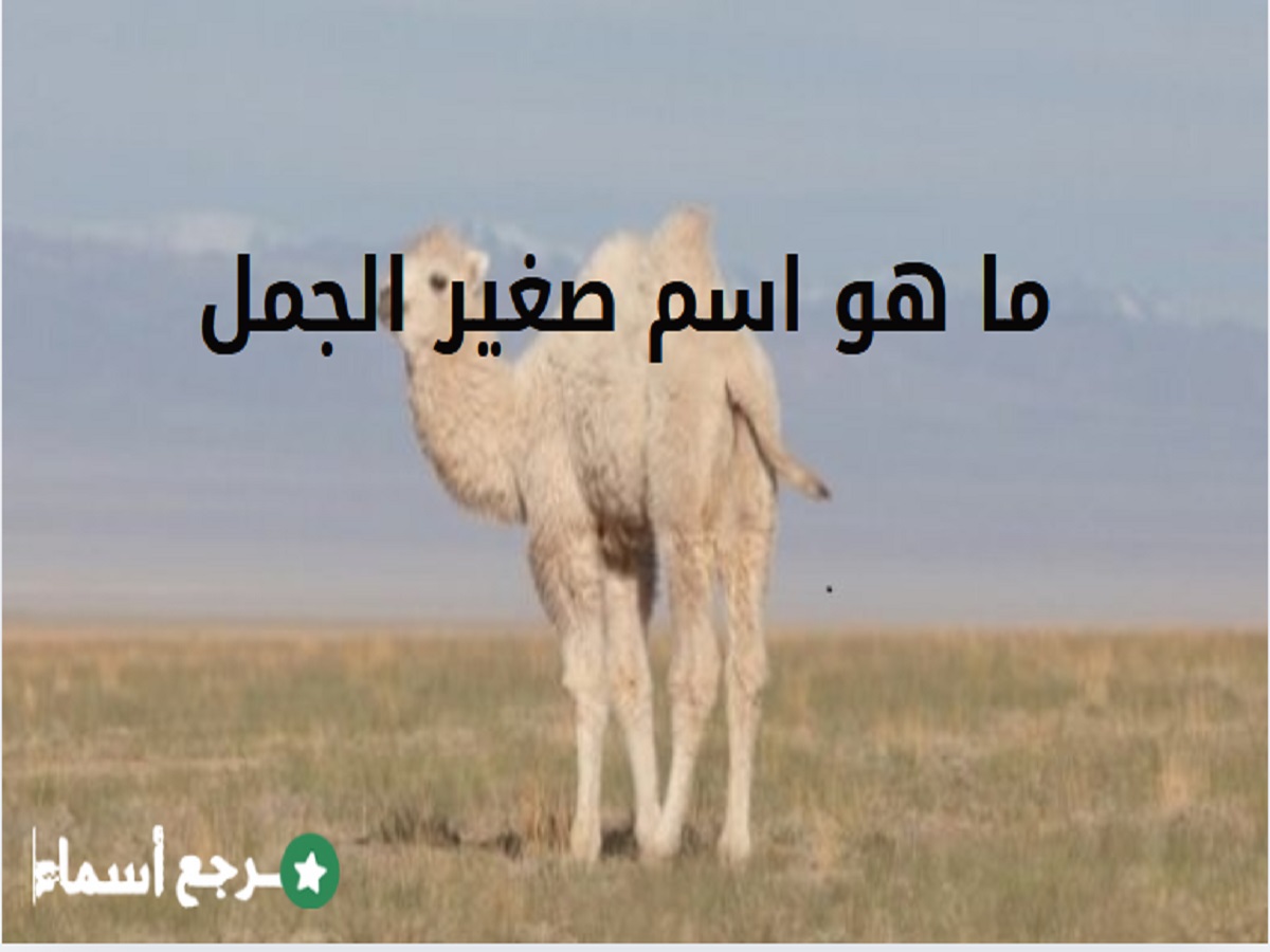 ما هو اسم صغير الجمل؟ أهم المعلومات عنه