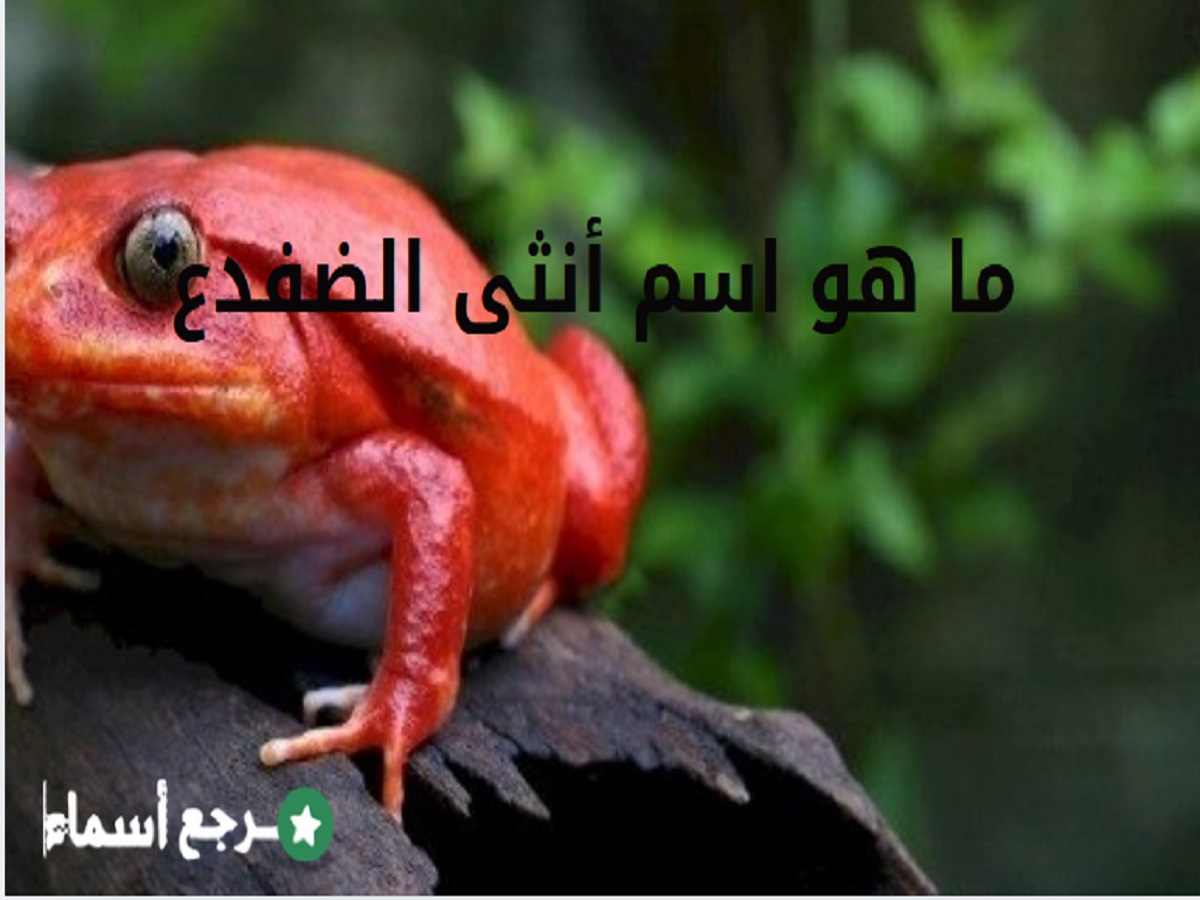 ما هو اسم أنثى الضفدع؟ وأبرز خصائصها