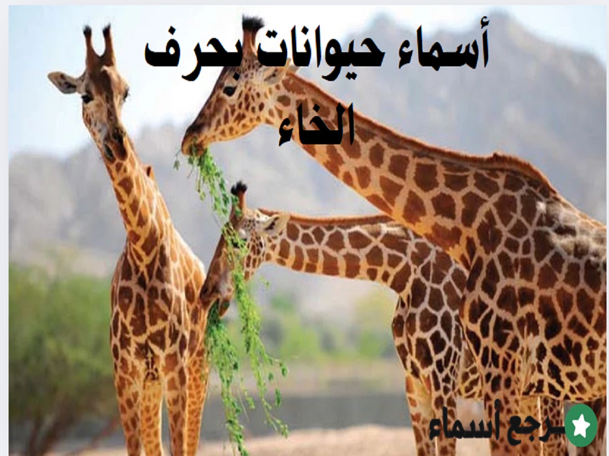 مجموعة أسماء حيوانات بحرف الخاء متنوعة
