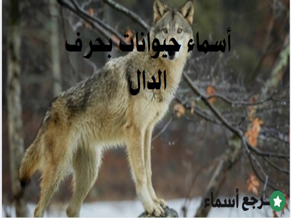 أسماء حيوانات بحرف الدال متنوعة