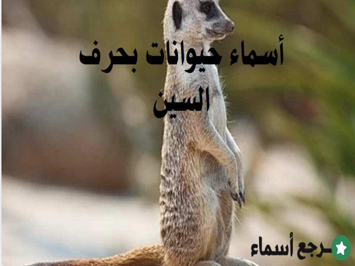 باقة من أبرز أسماء حيوانات بحرف السين