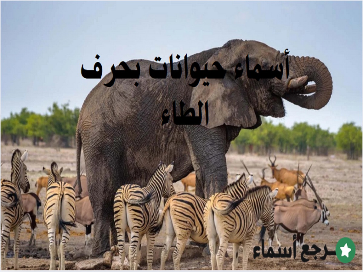 أسماء حيوانات بحرف الطاء في عالم الحيوان