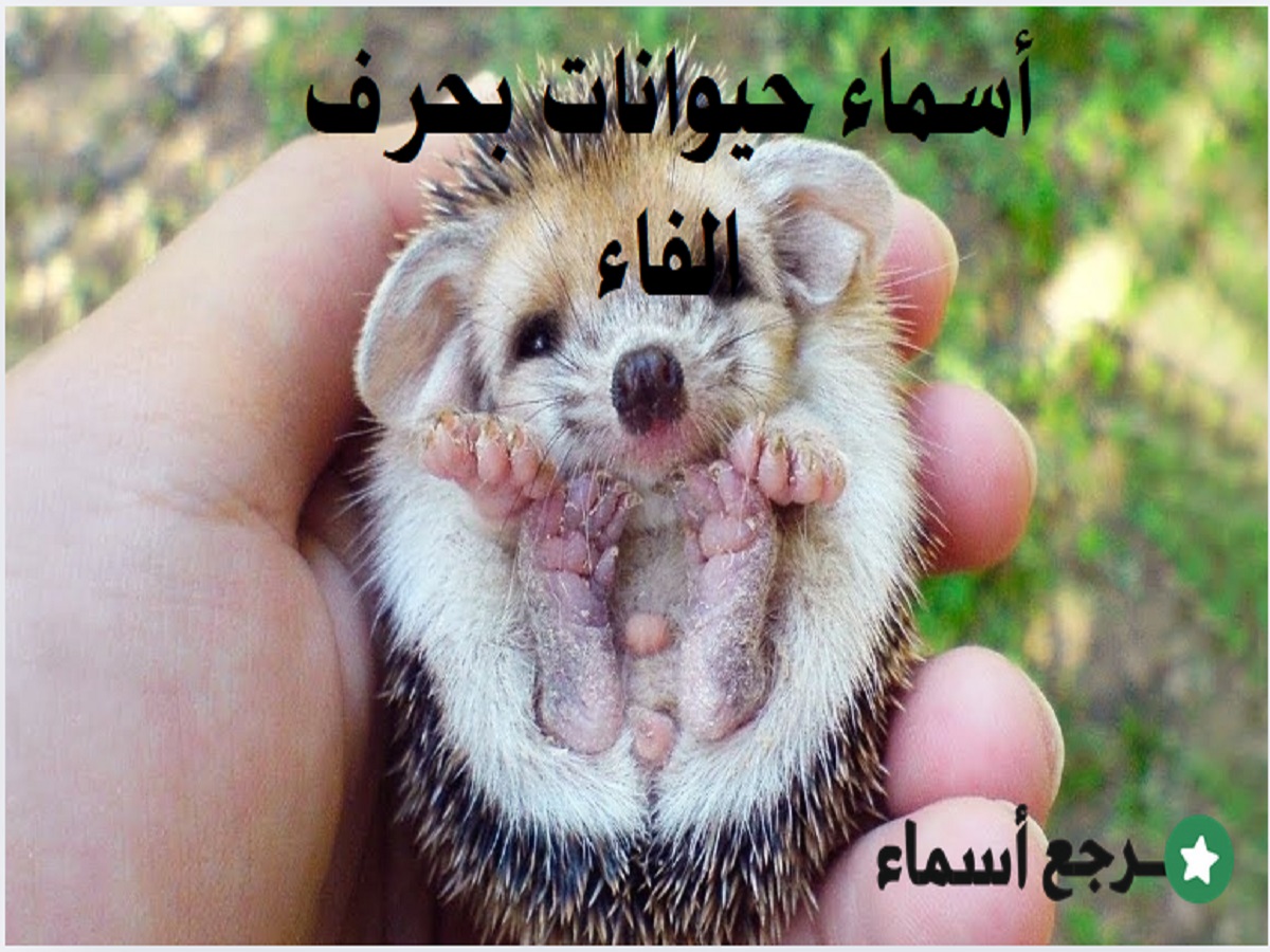 أسماء حيوانات بحرف الفاء ونبذة قصيرة لكل حيوان
