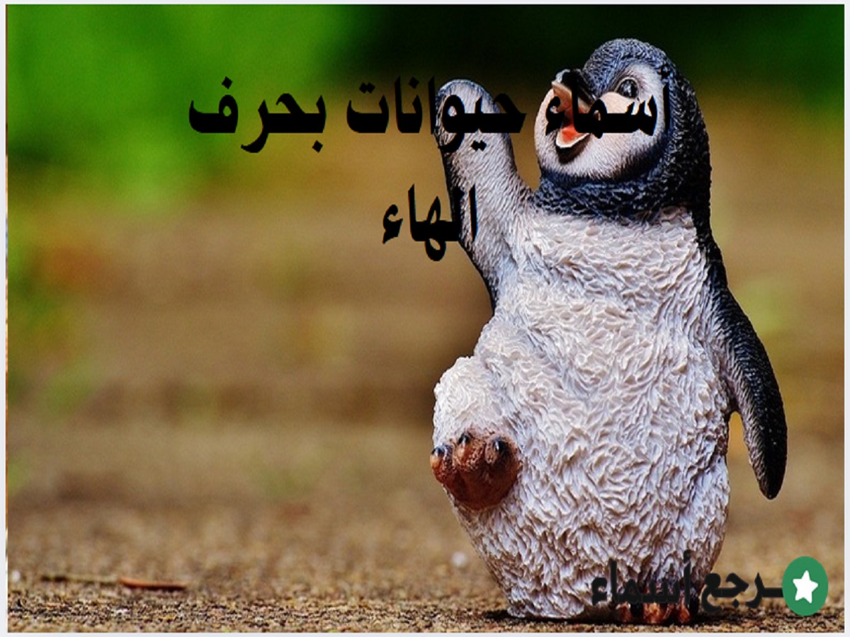 مجموعة أسماء حيوانات بحرف الهاء متنوعة