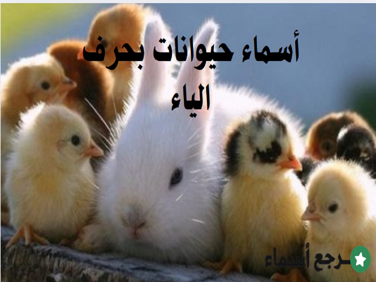 أسماء حيوانات بحرف الياء ومعلومة لكل اسم