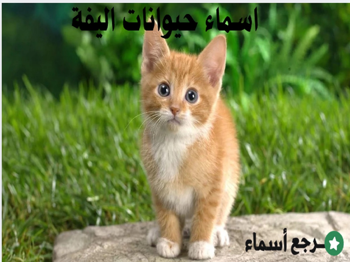 اسماء حيوانات اليفة ومعلومات عنها