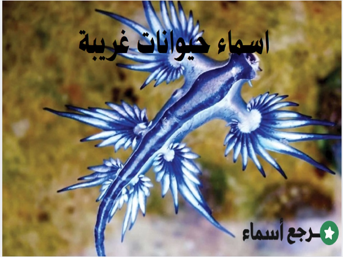 اسماء حيوانات غريبة​ ونبذة عن كل حيوان