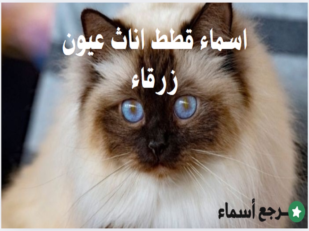 اسماء قطط اناث عيون زرقاء متنوعة المعاني