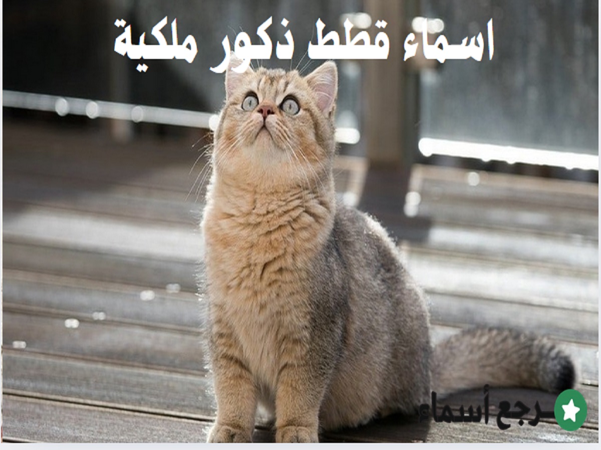 مجموعة اسماء قطط ذكور ملكية جميلة
