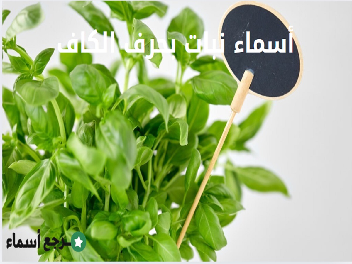 أسماء نبات بحرف الكاف وأهم المعلومات عن كل أسم
