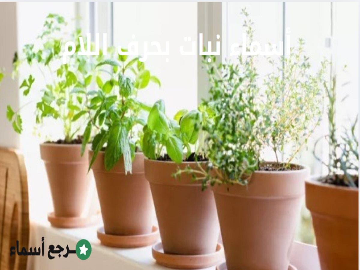 قائمةأسماء نبات بحرف اللام متنوعة