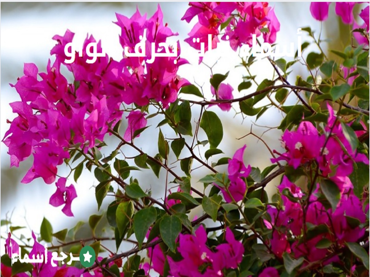 أسماء نبات بحرف الواو وأهم المعلومات لكل نبات