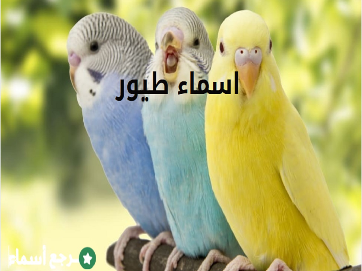 اسماء طيور​ برية وبحرية ومعنى كل اسم